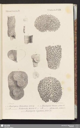 Pl. 636