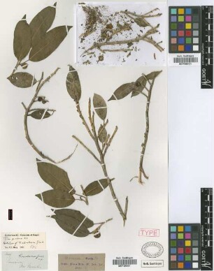 Ficus ochroleuca Griseb.