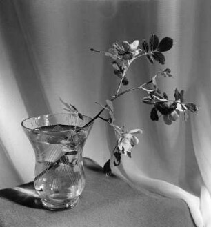Blumen und Blüten in diversen Vasen. Blühender Zweig in Glasvase