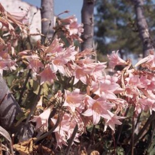 Chios Süd. Amaryllis-Lilien bei Vavýli