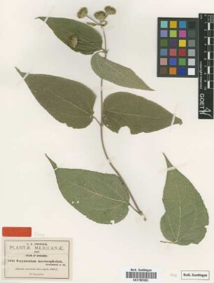 Perymenium macrocephalum B.L.Rob. & Greenm. [type]