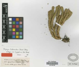 Lycopodium hohenackeri Herter [isotype]