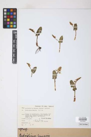 Botrychium lunaria