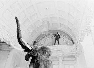 Elefant mit Agent : Elefant im Museum Schloss Rosenstein mit Agent