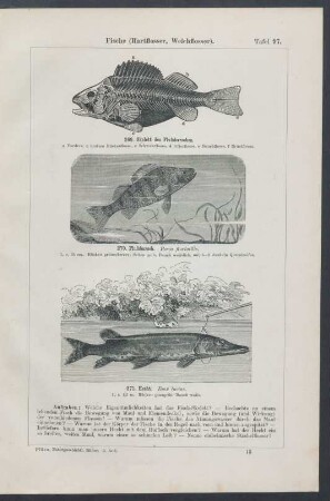 Tafel 97-103. [Fische.]