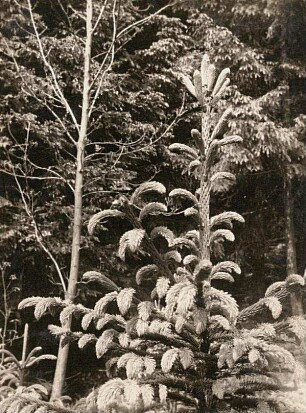 Gemeine Fichte (Picea abies), auch Gewöhnliche Fichte, Rotfichte oder Rottanne. Laubaustrieb