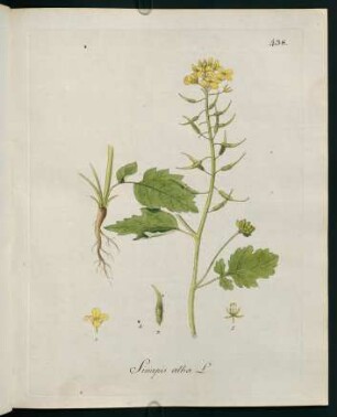 Sinapis alba L.