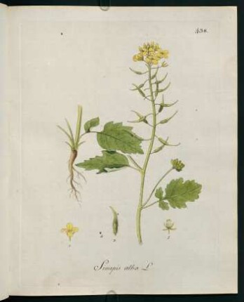 Sinapis alba L.