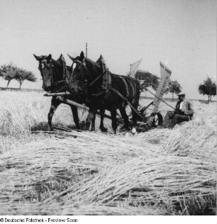 Roggenmahd mit McCormick-Schwadmäher, Pferdegepann bei Roggenernte, Feld- und Erntearbeiten
