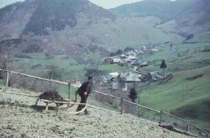 Schwarzwald bei Todtmoos. Bauer mit vollem Mistschlitten hangab laufend