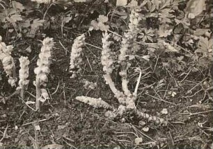 Gewöhnliche Schuppenwurz (Lathraea squamaria)