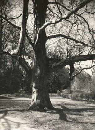 Meißen. Schloss Siebeneichen. Platane im Park