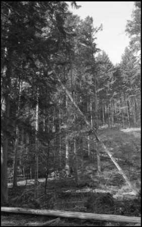 Freiburg: Mösle, stürzender Baum