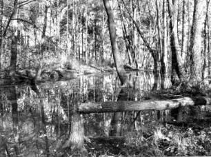 Ehemaliger Truppenübungplatz Königsbrück. Königsbrücker Heide, durch Bieberaktivität angetauter Otterbach bei Rohna