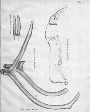 Tafel 1 zu Isis Heft III/IV. 1829
