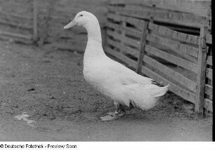 Ente in einem Gehege