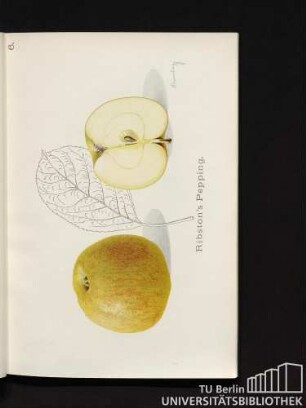 6. Ribston's Pepping.