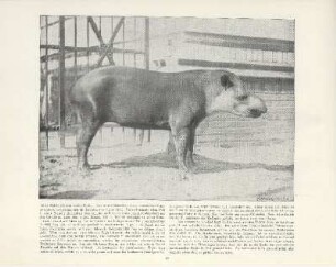 Berg-Tapir