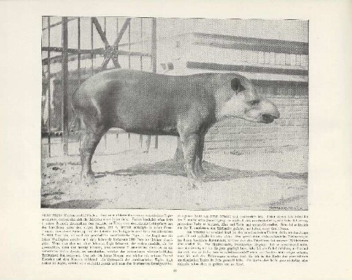 Berg-Tapir