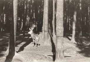 Moritzburg. Wildgehege. Rot- oder Edelhirsch (Cervus elaphus)