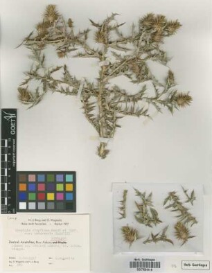 Cousinia stapfiana Freyn & Sint. var. ankarensis Wagenitz[isotype]