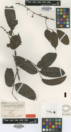 Canarium purpurascens Benn [isotype]