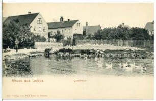 Luppa. Quellteich mit Schwänen