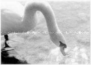 Serie: Mauerfall / Deutsche Einheit: Schwan