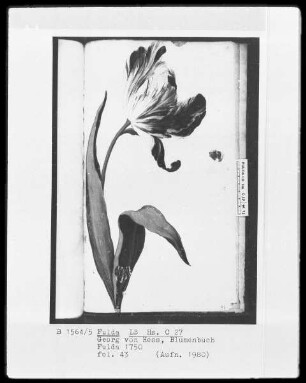 Georg Friedrich Heß, Blumenbuch — Eine vollerblühte Tulpe, Folio 43recto