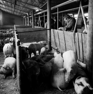 Kreisbauernverband Stormarn: Zarpen: Einladung des Juniorenkreises der Industrie- und Handelskammer Lübeck auf landwirtschaftlichen Musterbetrieb "Zarpener Hof" von Hans-Joachim Scheibler: Blick in den Schweinestall