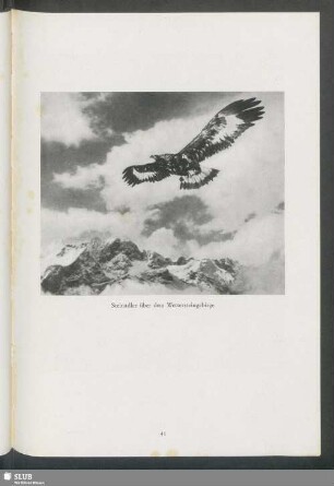 Steinadler über dem Wettersteingebirge