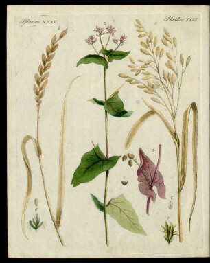 Getraide-Arten.