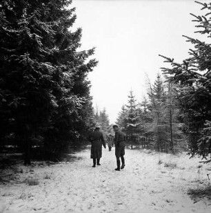 Polizei: Mord an der Hamburger Küchenhilfe Edeltraut Harloff am 26. November 1965: Oher Tannen: Leichenfundort zwischen Tannen und Totholz: in der Mitte Gruppe von Polizeibeamten der Lübecker und der Hamburger Mordkommission auf Weg: hinten Tannen: Winter
