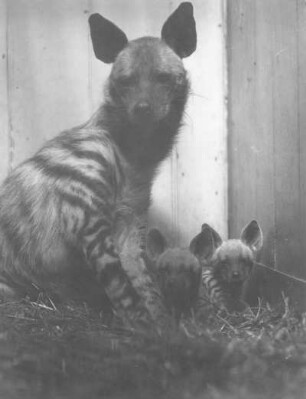 Gestreifte Hyäne mit Jungen (Hyaena hyaena L.) : Breslau (Wroclaw/Polen). Zoologischer Garten. Gestreifte Hyäne mit Jungen (Hyaena hyaena L.)