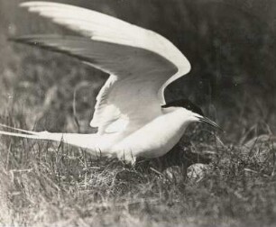 Flußseeschwalbe (Sterna hirundo L.), am Nest anfliegend