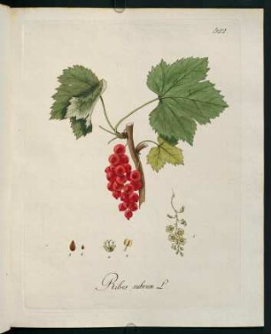 Ribes rubrum L.