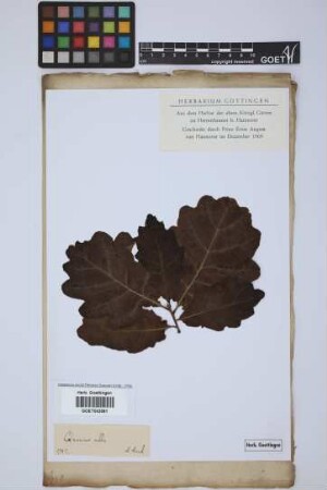 Quercus alba L.