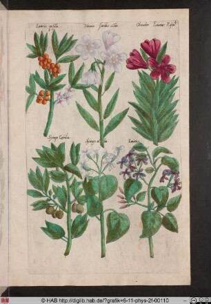 [Oleander und Lorbeer]