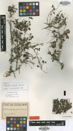 Salpichroa foetida Dammer [isotype]