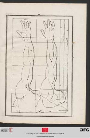 Taf. 12 [Arm (Proportionen; Kontur)]