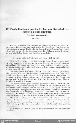 Fossile Koniferen aus der Kreide- und Braunkohlenformation Nordböhmens