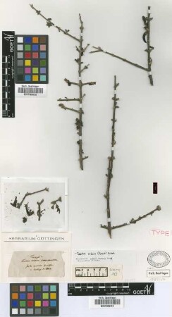 Tabebuia nodosa (Griseb.) Griseb. var. Griseb. parviflora[syntype]