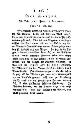 ¬Der¬ Weizen : Lat. Triticum , Franz. le Froment ; (Taf. VI, Fig. 35)