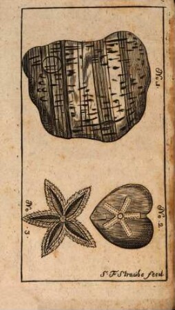 Q. F. F. Q. S. Enrici Jacobi Sivers, Lvbecensis, Philosophiae Magistri Et Regiae Borvssicae Scientiarvm Societatis Collegiae, Cvriosorvm Niendorpiensivm Specimen ...., 1. Sistens Lapidis Mvsicalis, Echinitae Cordati Et Stellae Marinae Descriptionem : Cvm Illvstri Regia Scientiarvm Societate, Qvae Berolini Floret, Commvnicatvm