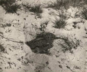 Austernfischer (Haematopus ostralegus L.). Jungvogel von der Seite. Amrum