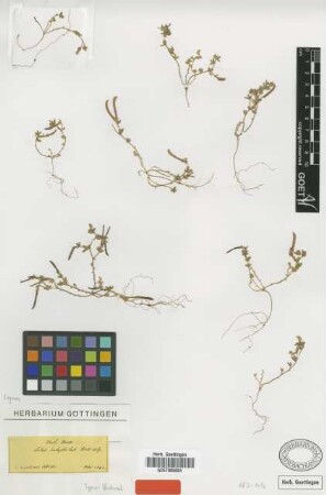 Lotus halophilus Boiss. & Spruner [type]