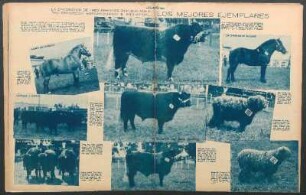 Los mejores ejemplares [Fotografías] : La exposición de Tres Arroyos refleja nuestro progreso agropecuario e industrial