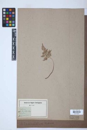 Asplenium lanceolatum Huds.