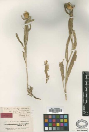 Phaeopappus cheirolophus Boiss.