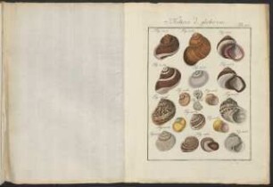 Tab. 130.
